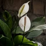 Plantas de interior fáciles de cuidar: las mejores para empezar (y no matar)