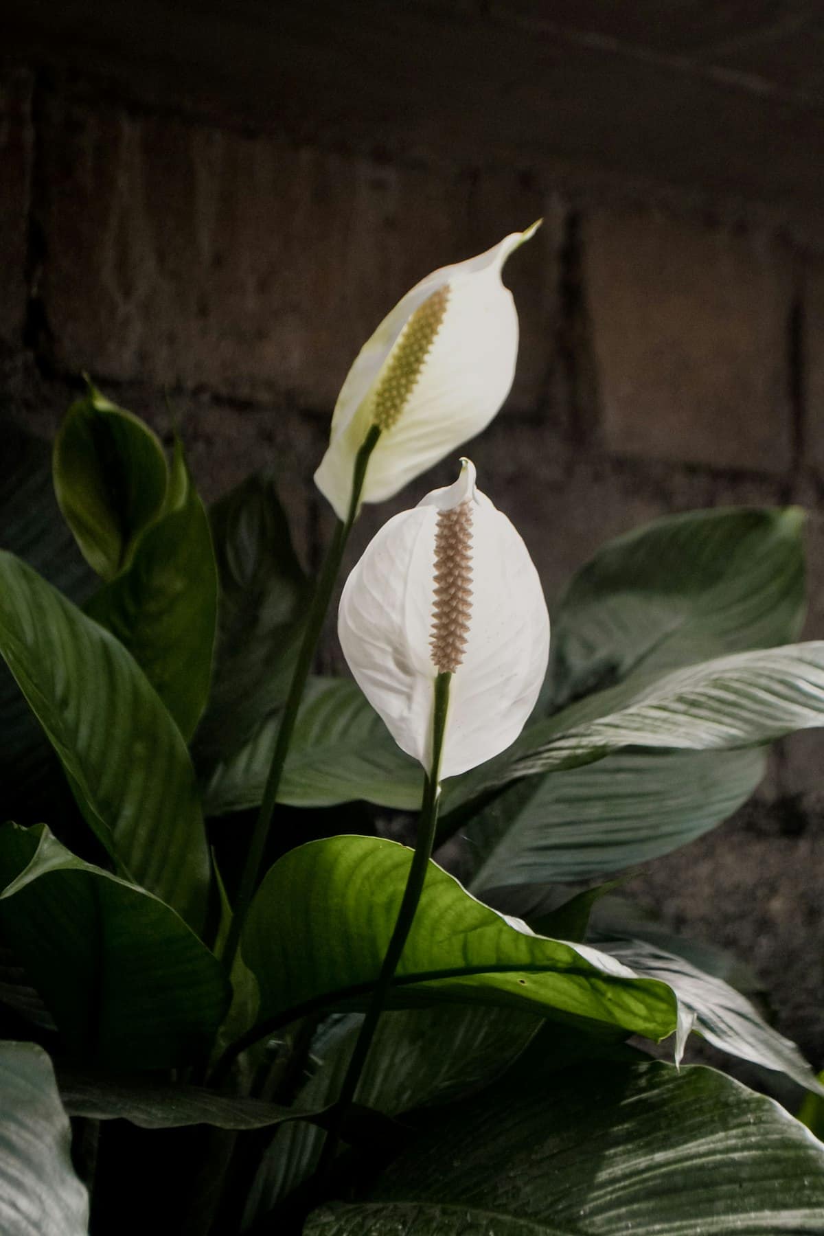 Plantas de interior fáciles de cuidar: las mejores para empezar (y no matar)