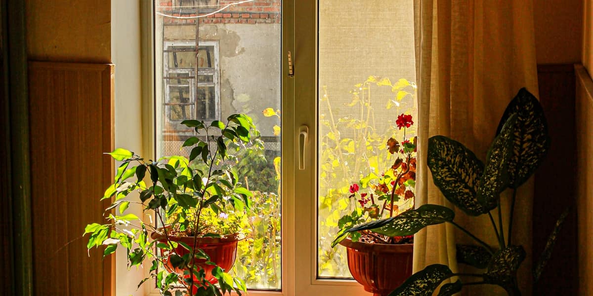 Cuánta luz necesitan tus plantas de interior