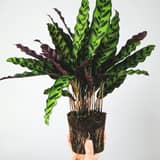 Plantas de interior pet friendly: las mejores opciones seguras para mascotas