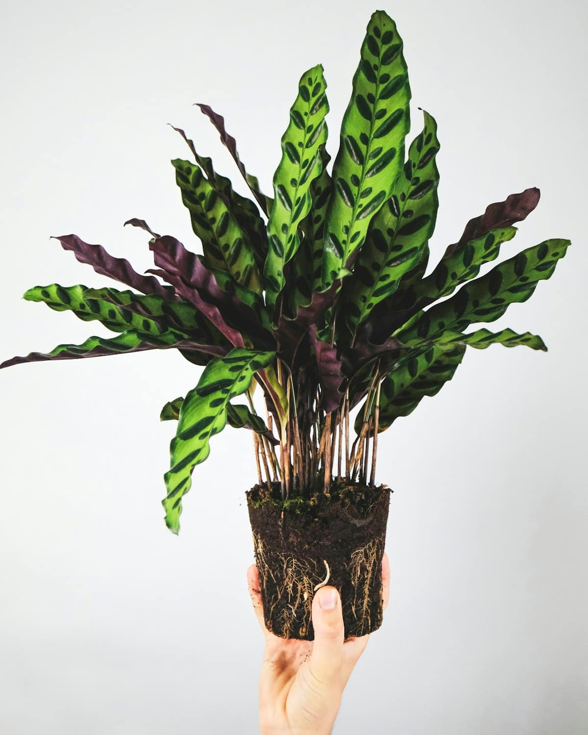 Plantas de interior pet friendly: las mejores opciones seguras para mascotas