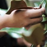 Plagas de plantas de interior: cómo identificarlas y prevenirlas