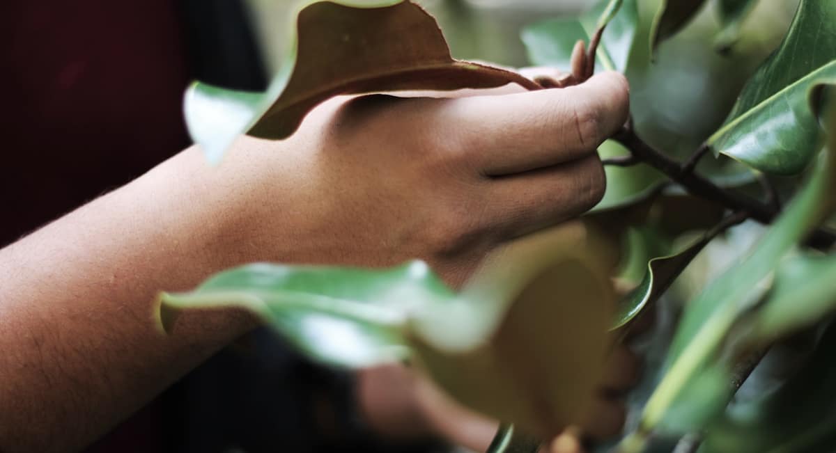 Plagas de plantas de interior: cómo identificarlas y prevenirlas