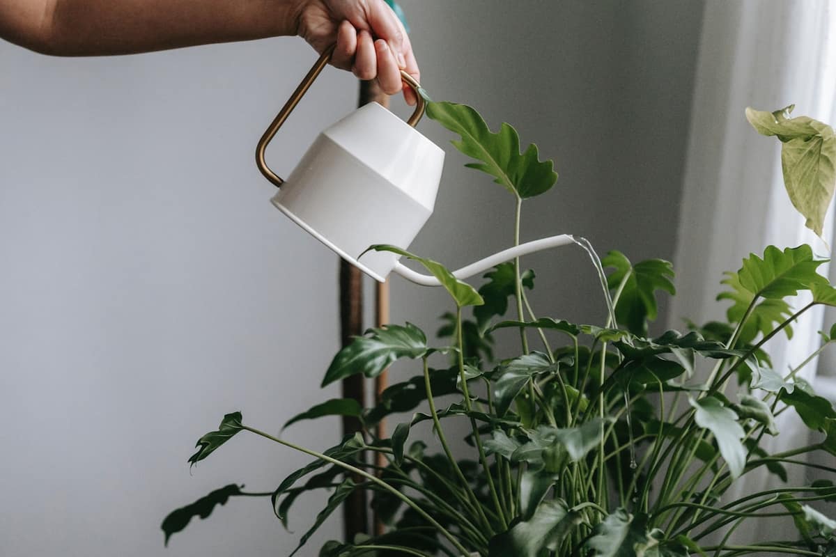 Cuánto y cómo regar tus plantas de interior