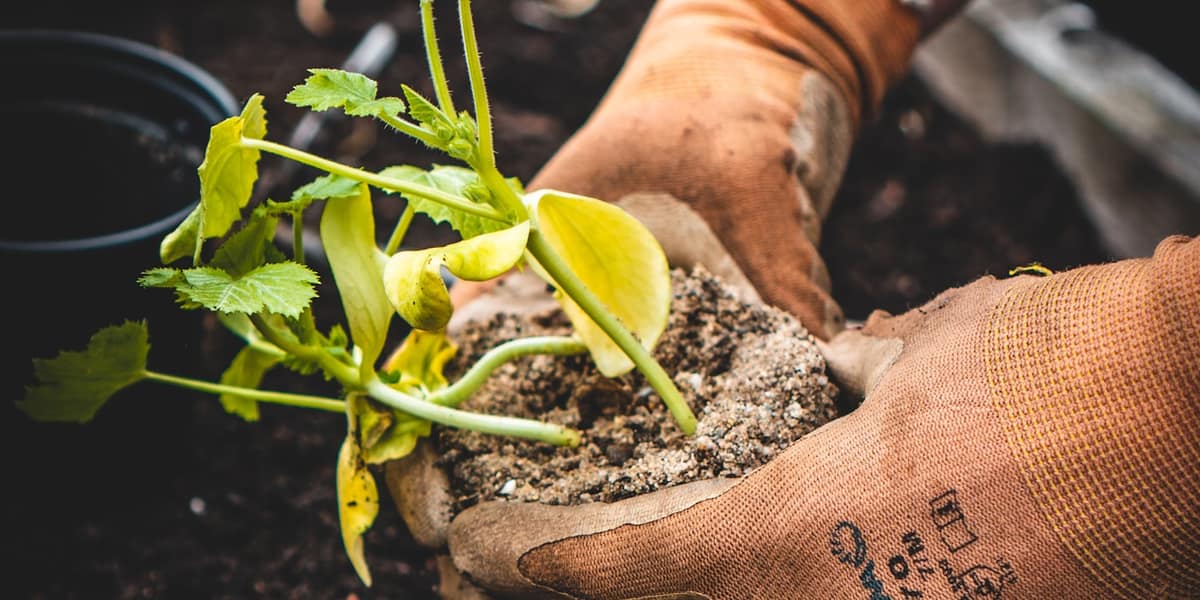 Cuándo y cómo trasplantar una planta de interior
