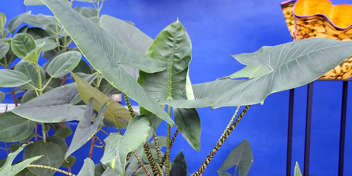 Cómo cuidar una Alocasia Zebrina (tallos de cebra perfectos)