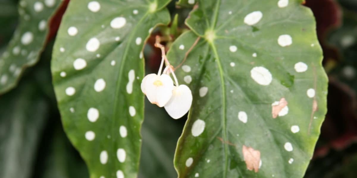 Cómo cuidar una Begonia Maculata (la begonia de lunares)