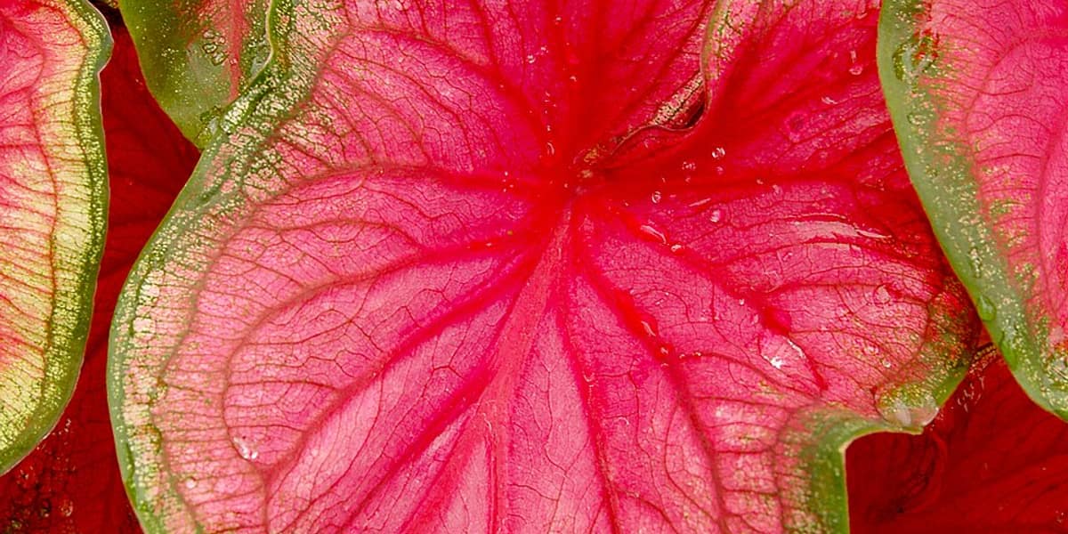 Cómo cuidar un Caladium