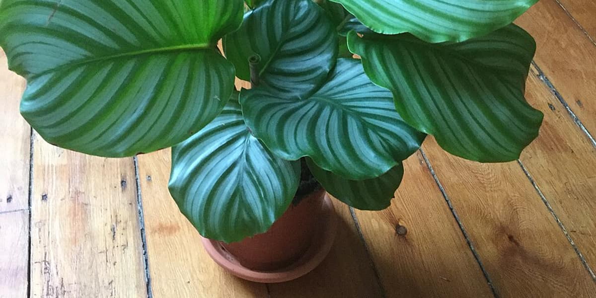 Cómo cuidar una Calathea Orbifolia (hojas perfectas, sin puntas secas)