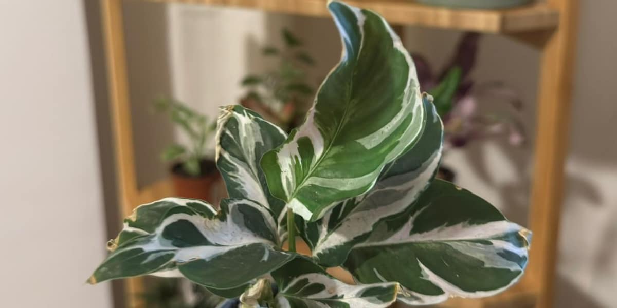 Cómo cuidar una Calathea White Fusion (sin bordes secos)