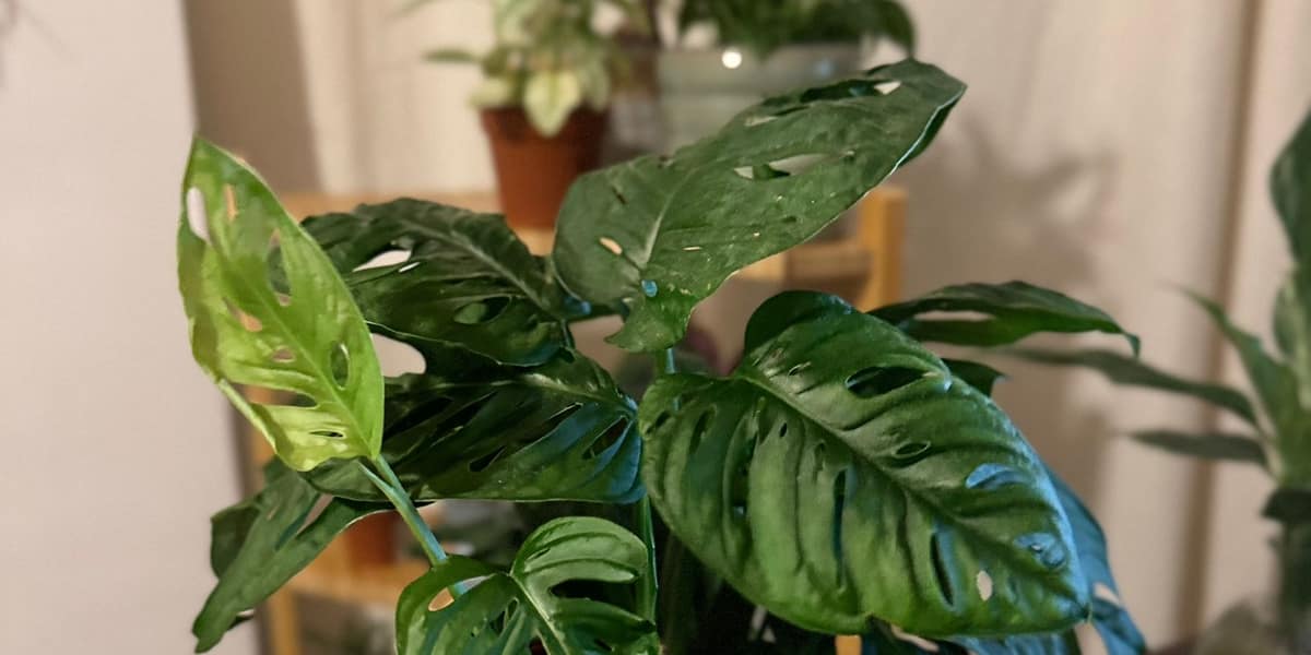 Cómo cuidar una Monstera Adansonii