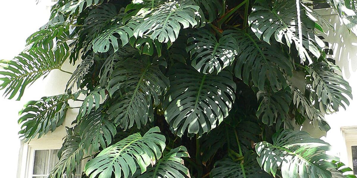 Cómo cuidar una Monstera Deliciosa: guía completa