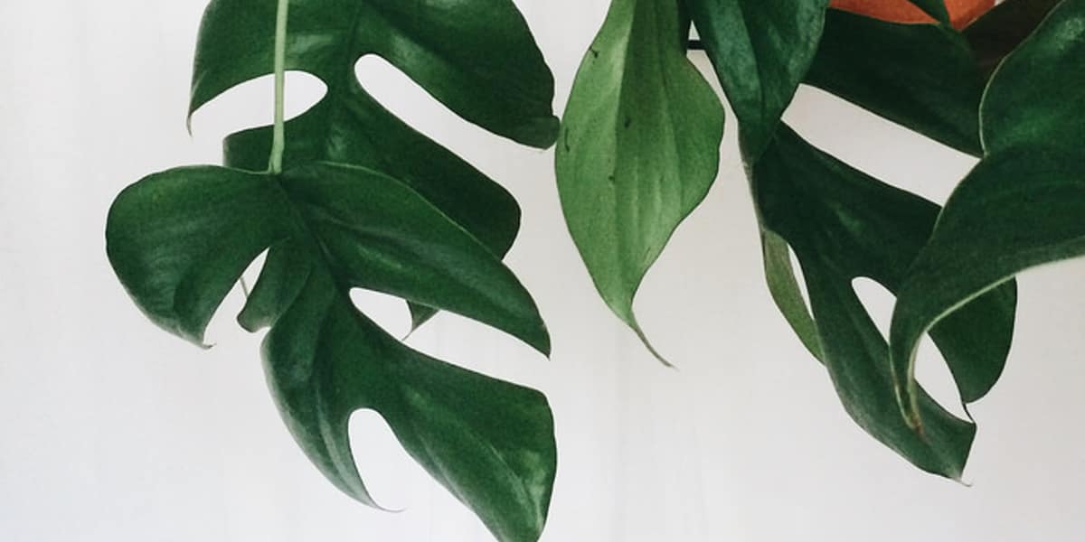 Cómo cuidar una Monstera Mínima (Rhaphidophora tetrasperma)