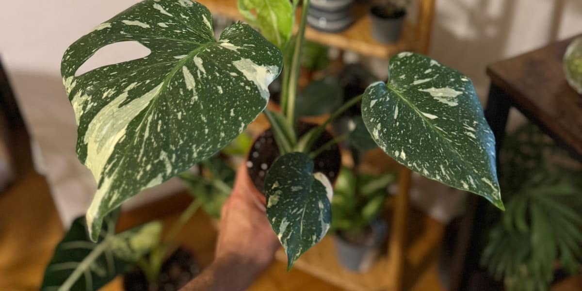 Monstera Thai Constellation: cuidados, precio y cómo proteger su variegado