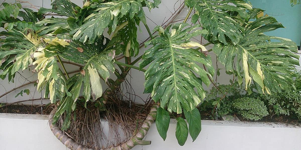 Cómo cuidar una Monstera Variegada (y conservar su blanco)