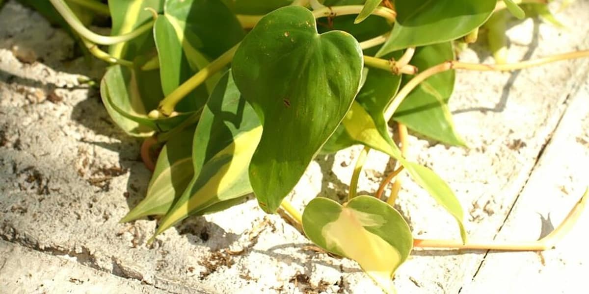 Cómo cuidar un Philodendron Brasil (la trepadora que no falla)