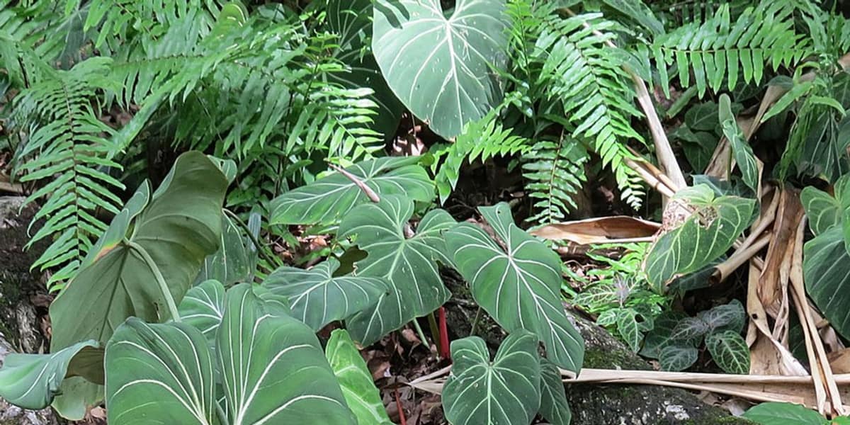 Cómo cuidar un Philodendron Gloriosum (hojas de terciopelo perfectas)