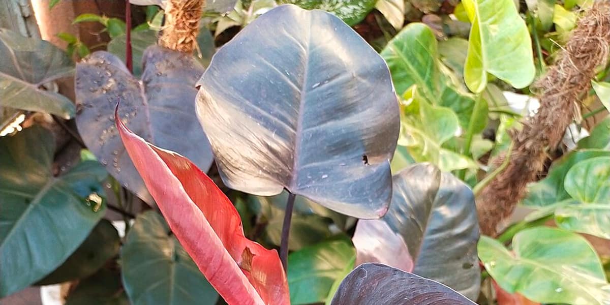 Cómo cuidar un Philodendron Pink Princess (y conservar su rosa)