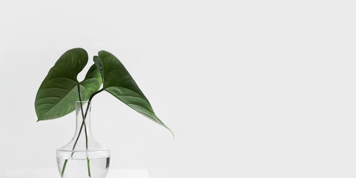 Cómo propagar plantas de interior en agua: guía paso a paso