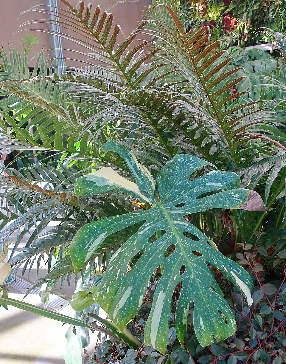 Monstera Thai Constellation — planta de interior RAICES