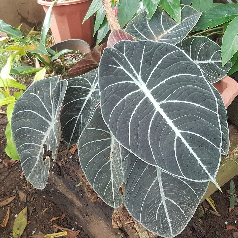Alocasia Black Velvet — planta de interior RAICES