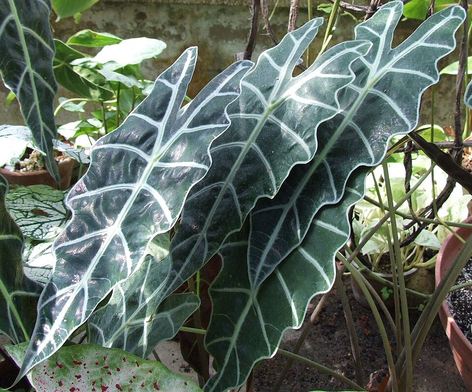 Alocasia Amazonica — planta de interior RAICES