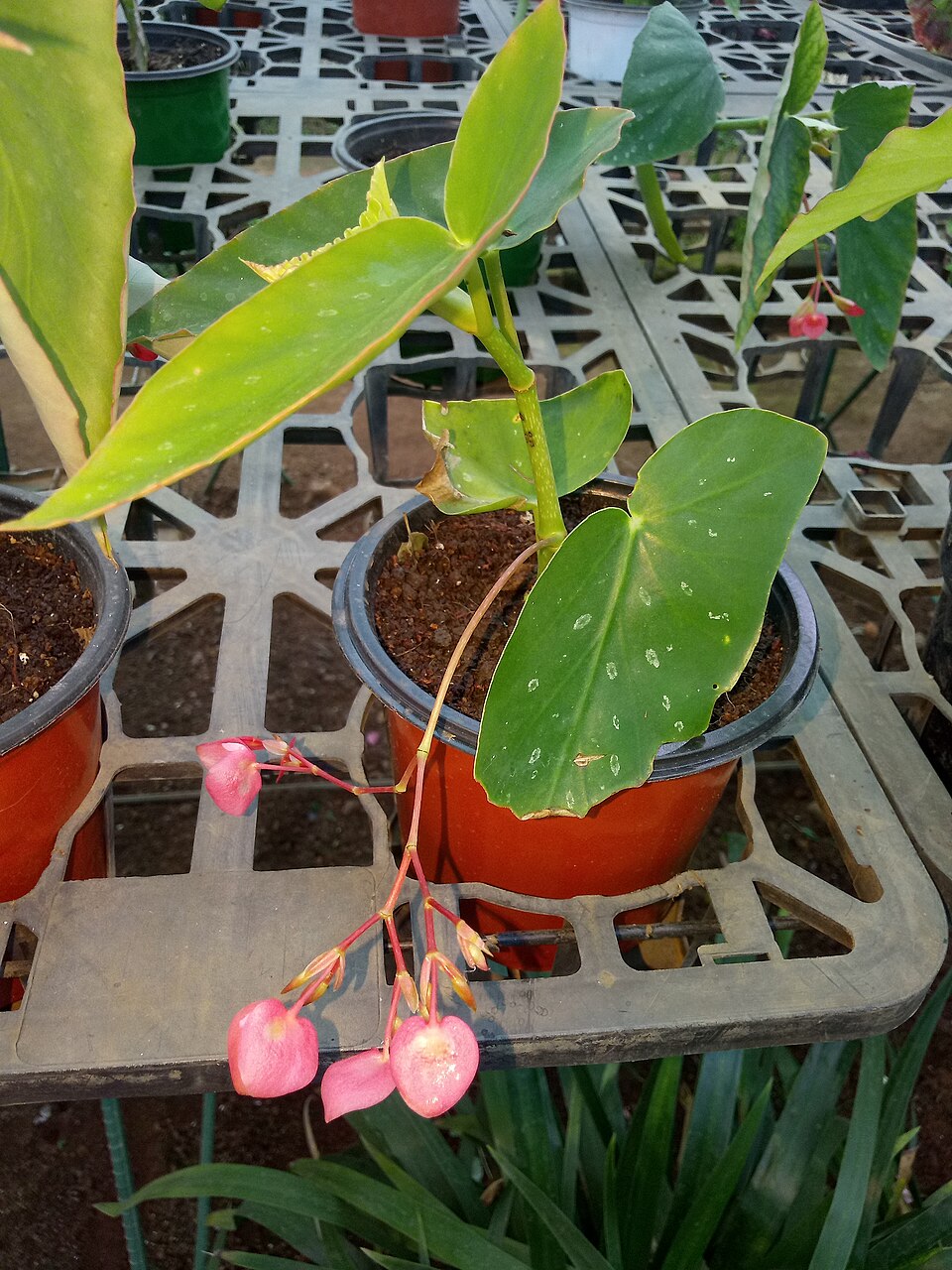 Begonia Angel Wing — planta de interior RAICES