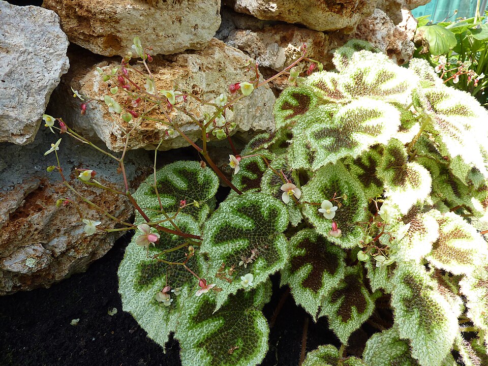 Begonia Iron Cross — planta de interior RAICES