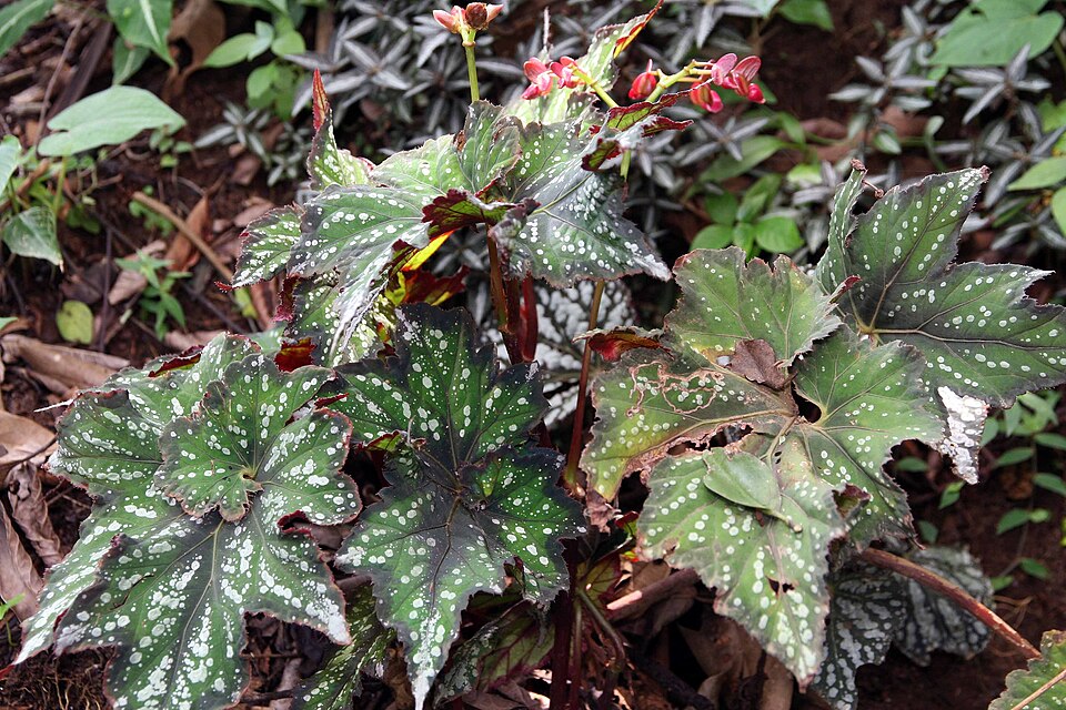Begonia Rex — planta de interior RAICES