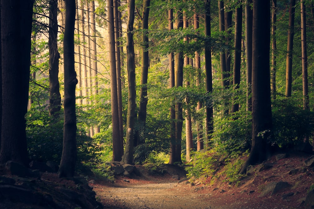 Bosque de árboles altos con un sendero entre la vegetación