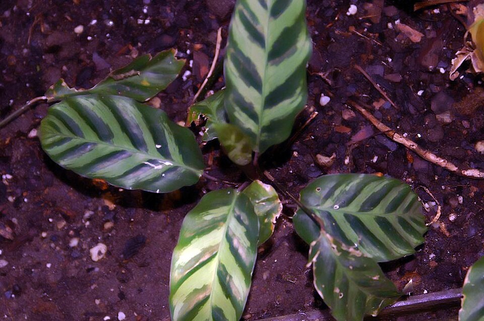 Calathea White Fusion — planta de interior RAICES