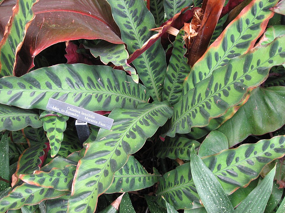 Calathea Lancifolia — planta de interior RAICES