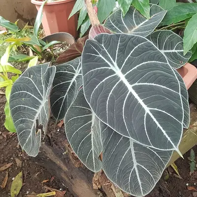 Alocasia Black Velvet (Alocasia reginula) — Terciopelo natural: hojas casi negras de tacto aterciopelado y nervios plateados…