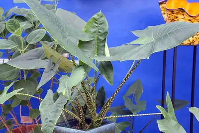 Alocasia Zebrina (Alocasia zebrina) — Escultura viva: tallos atigrados en blanco y negro que sostienen hojas en forma de…