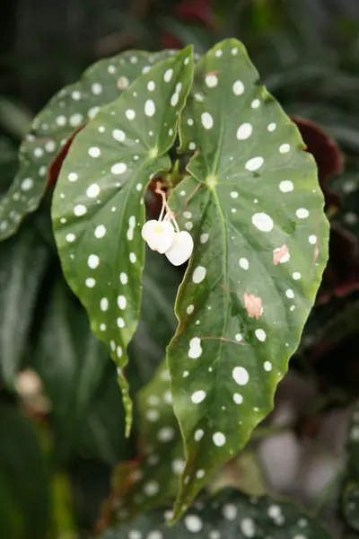 Colección Begonias