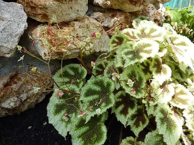 Begonia Iron Cross (Begonia masoniana) — Hojas gofradas de textura burbujeante marcadas por una cruz oscura central, como un…
