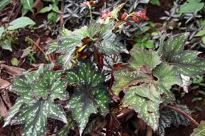 Begonia Rex (Begonia rex-cultorum) — Un caleidoscopio de hojas: espirales y vetas en plata, púrpura, rosa y verde con…