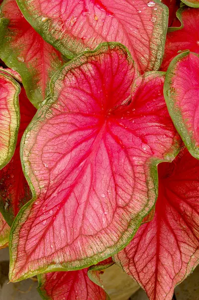 Caladium Florida Sweetheart (Caladium 'Florida Sweetheart') — Hojas acorazonadas de un rosa fucsia translúcido ribeteadas de…