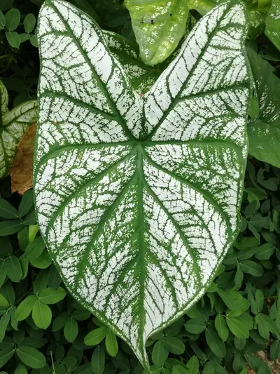 Colección Caladiums