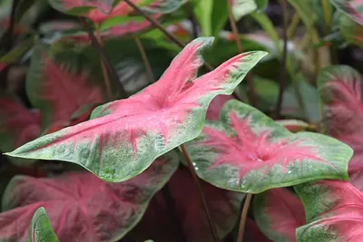 Caladium Red Flash (Caladium bicolor 'Red Flash') — Grandes hojas verde oscuro encendidas por un corazón rojo intenso y…