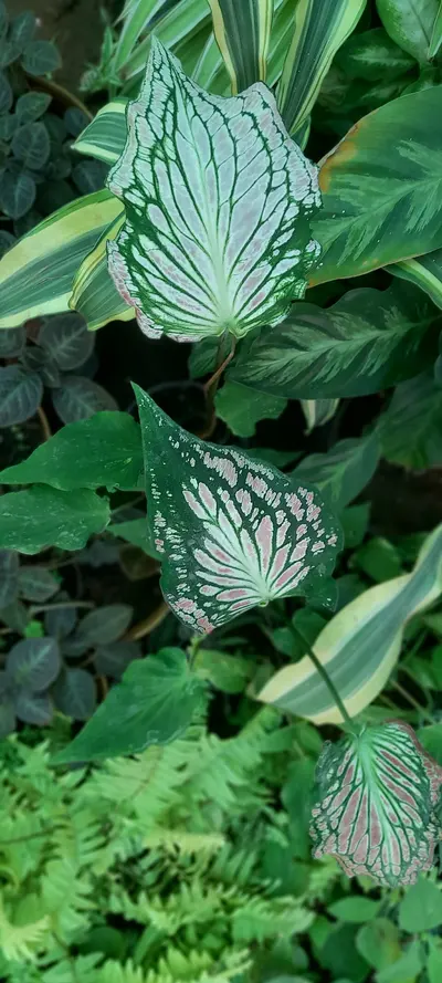Caladium Pink Beauty (Caladium bicolor 'Pink Beauty') — Corazones jaspeados en rosa, verde y crema, ligeros como alas. Una…