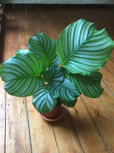 Calathea Orbifolia (Goeppertia orbifolia) — Hojas amplias y redondas rayadas en plata y verde que se mueven al ritmo del…