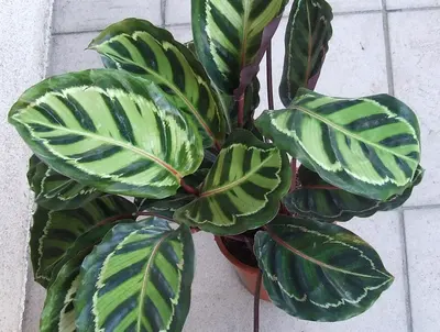 Calathea Medallion (Goeppertia roseopicta 'Medallion') — Roseopicta de hojas como medallones: anverso esmeralda y reverso de…