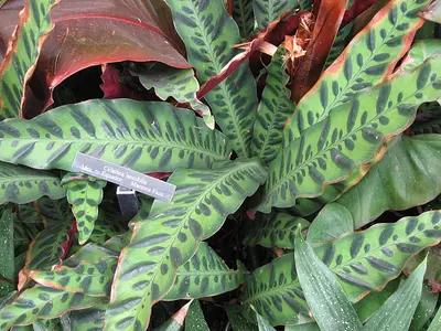 Calathea Lancifolia (Goeppertia insignis) — Hojas largas y onduladas pintadas con manchas alternas como la piel de una…