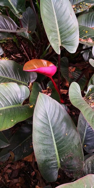 Philodendron Golden Goddess (Thaumatophyllum 'Golden Goddess') — Una cascada de hojas verde lima brillante que ilumina…