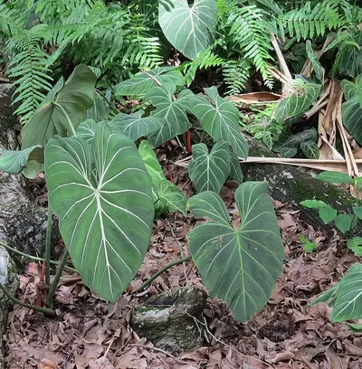 Philodendron Gloriosum (Philodendron gloriosum) — Hojas aterciopeladas en forma de corazón recorridas por nervaduras blancas…