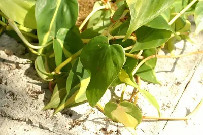 Philodendron Brasil (Philodendron hederaceum 'Brasil') — Corazones verdes con una pincelada lima en el centro, distinta en…