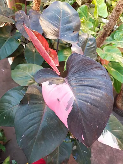 Philodendron Pink Princess (Philodendron erubescens 'Pink Princess') — La realeza variegada: hojas verde oscuro con…