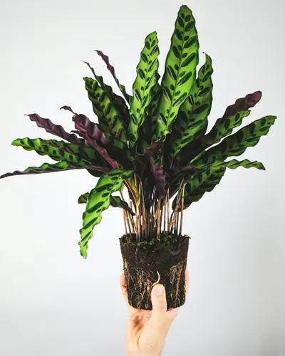 Colección Calatheas
