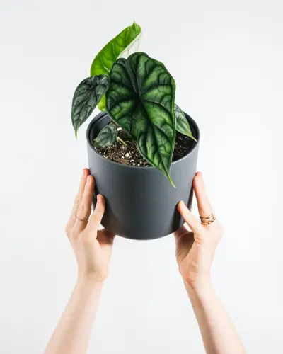 Colección Alocasias